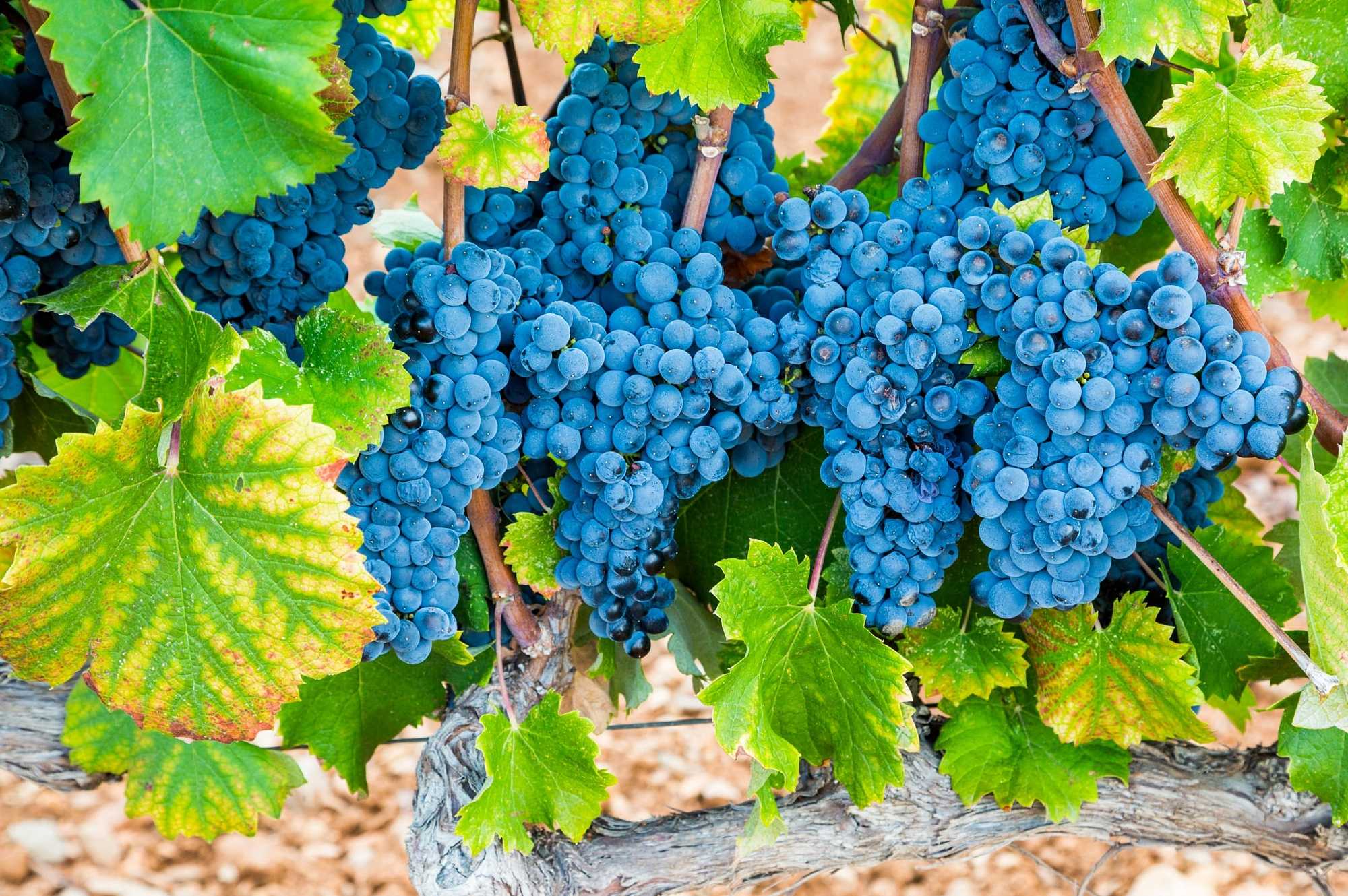 Вино мурведр красное: сорт винограда, сухое, розовое, аромат, вкус, цвет, география
