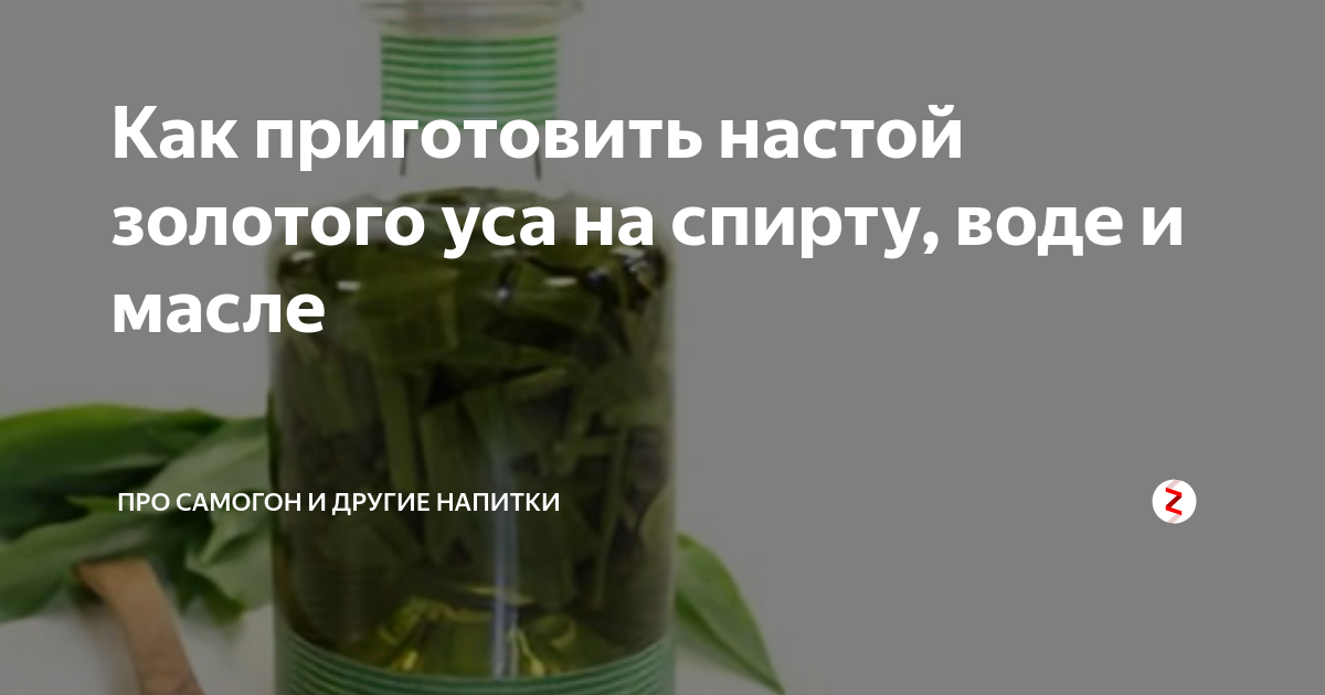 Настойка золотого уса на водке (спирту): рецепт приготовления и рекомендации по применению средства в домашних условиях, лечебные свойства, польза и возможный вред