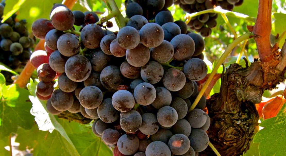 Мурведр гуле — сорт винограда