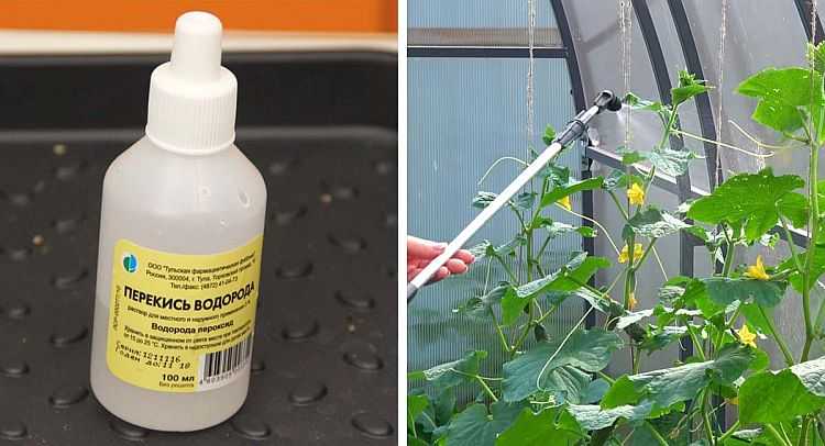 Чесночная вода для комнатных цветов: польза и вред настойки, какие растения можно поливать