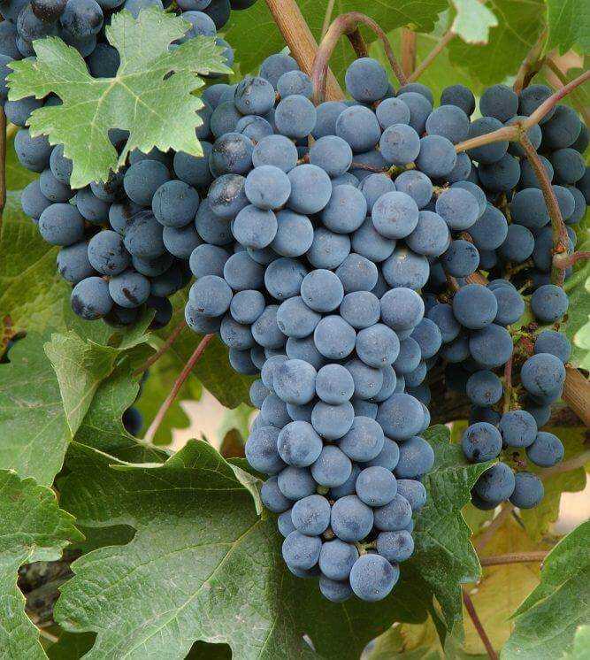 Бонарда вино: сорт винограда, мендоса красное сухое аргентина, описание, характеристики, рейтинг