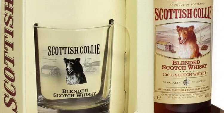 Виски scottish collie (скоттиш колли) и его особенности