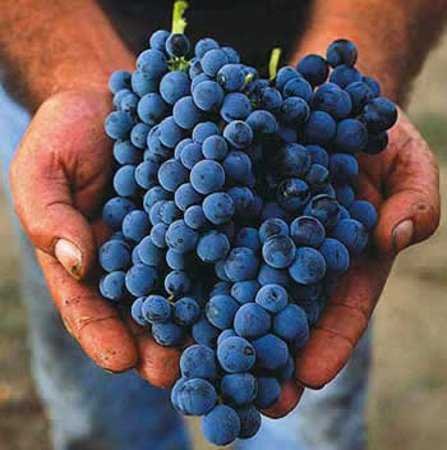 Вино кариньян красное: сорт винограда, сухое, розовое, аромат, вкус, цвет, география