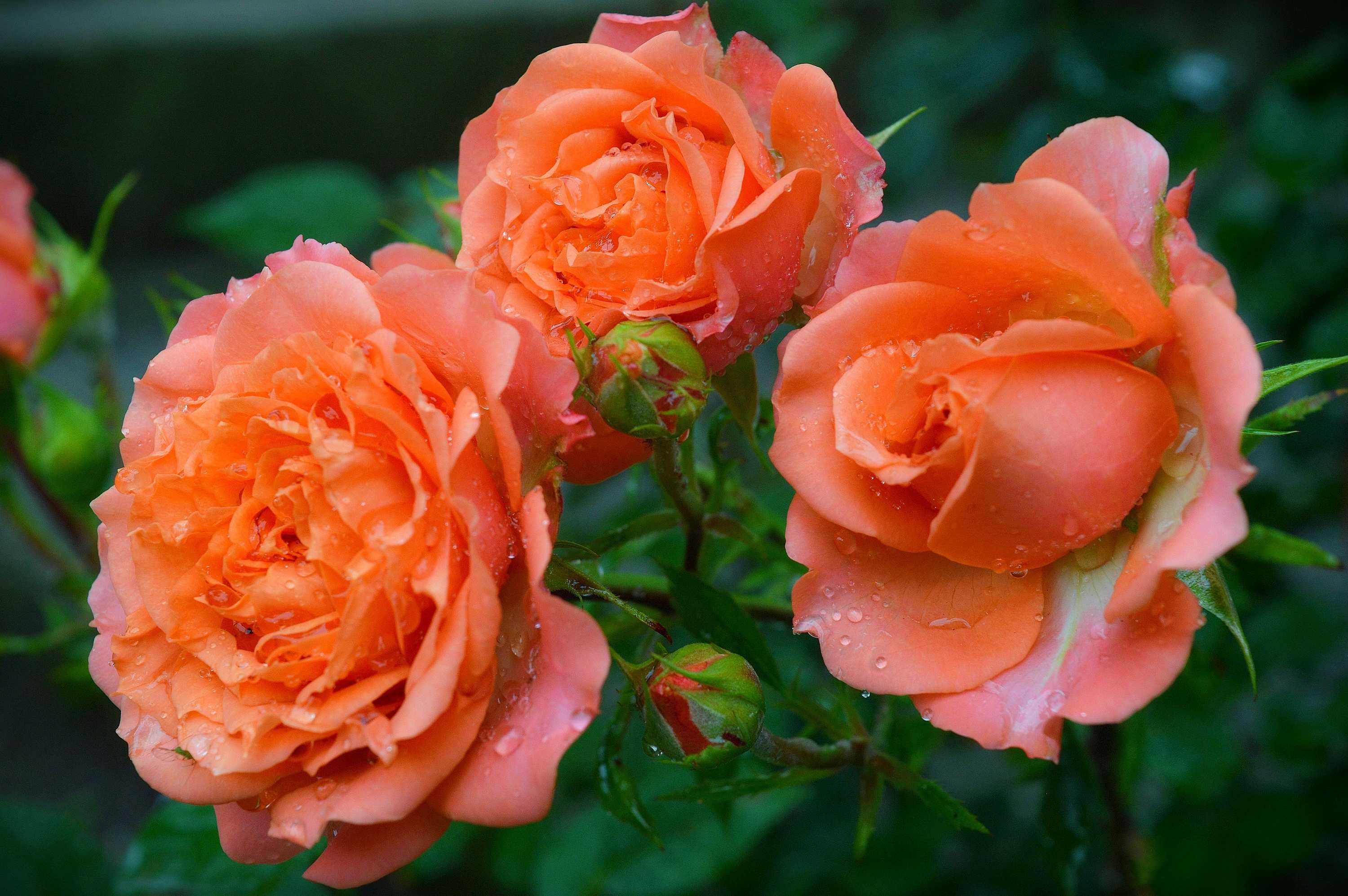 Четыре розы - four roses - abcdef.wiki