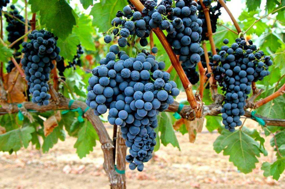 Сорт виноградного вина. Сорт винограда Темпранильо Испания. Темпранильо сорт винограда. Темпранильо сорт винограда вино. Сорт винограда темп ранелье.