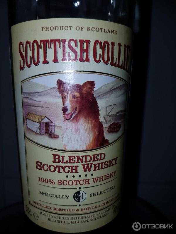 Виски scottish collie (скоттиш колли) и его особенности