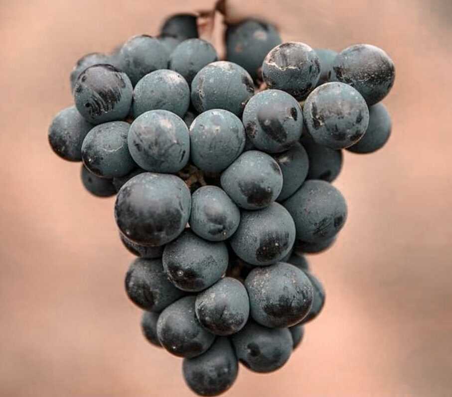 51 сорт виноградных лоз выращиваемых во франции