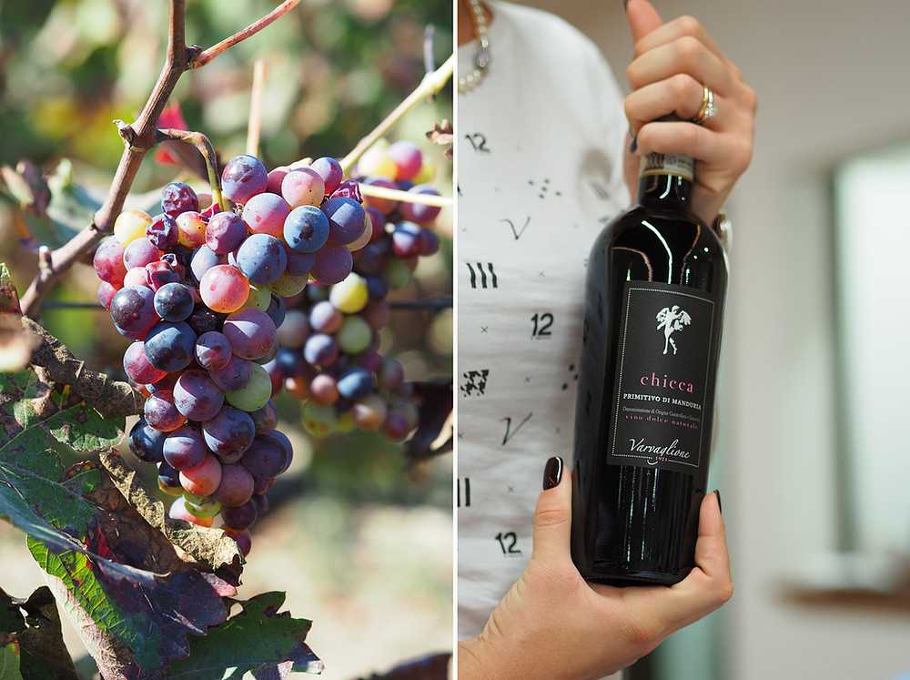51 сорт виноградных лоз выращиваемых во франции