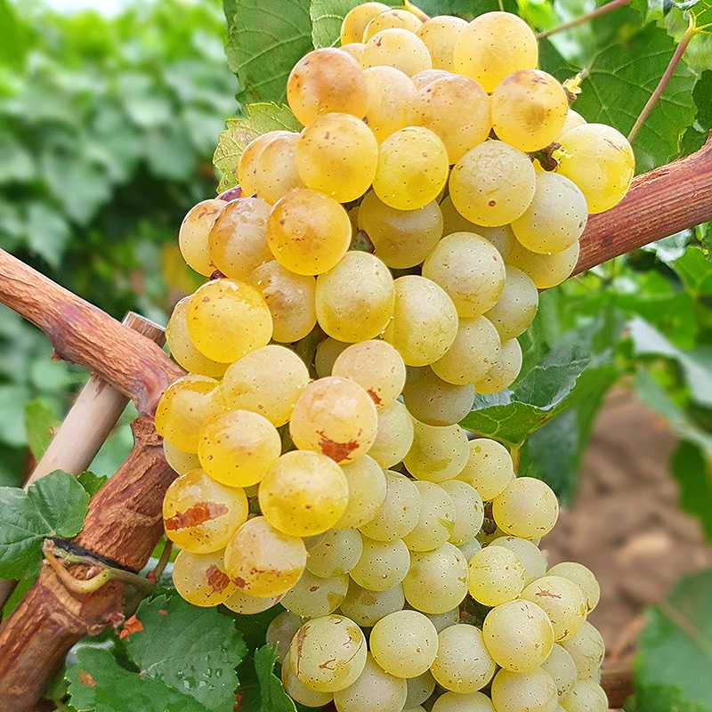Вина приората: сорта винограда, дегустационные характеристики, гастрономические сочетания