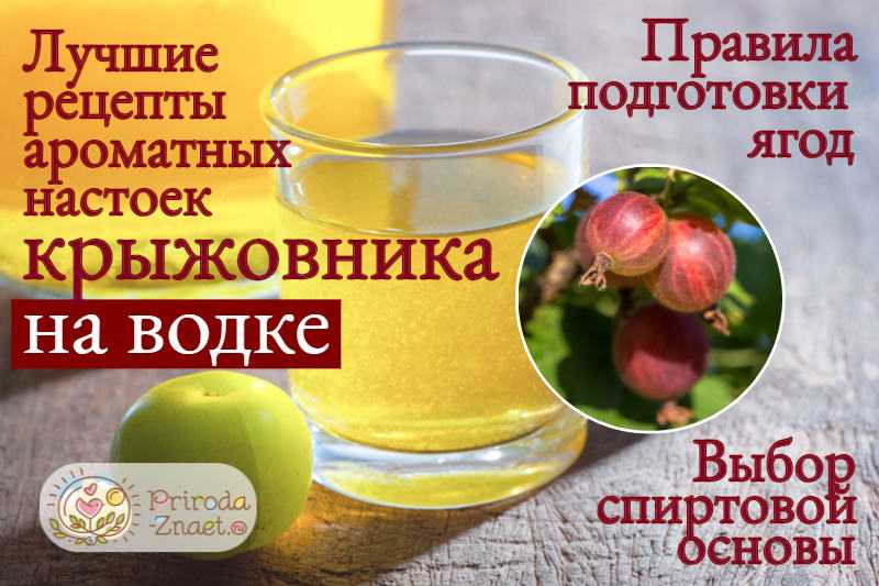 Вино из крыжовника в домашних условиях, рецепты и советы