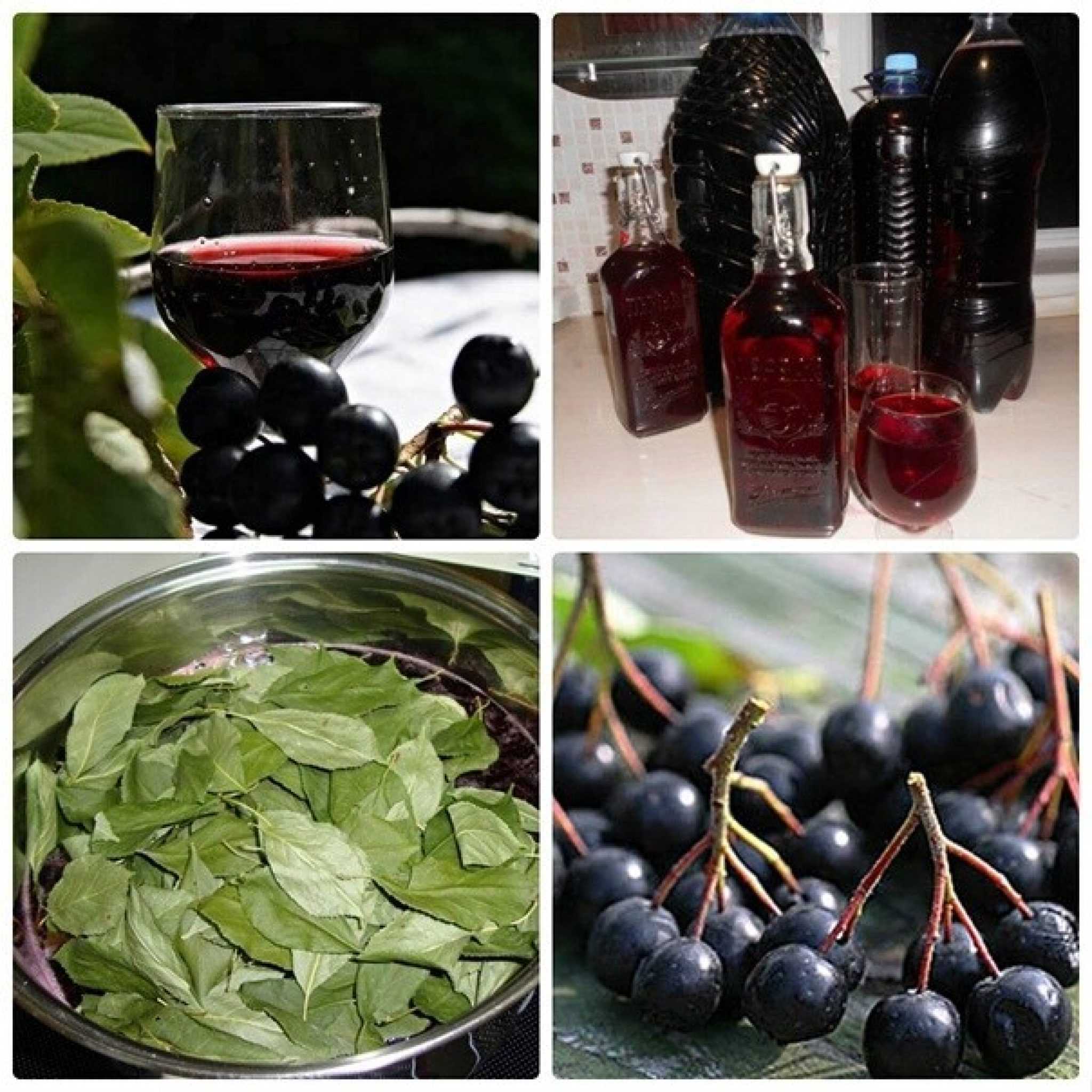 Как в домашних условиях готовится настойка из черноплодной рябины на водке – сайт о винограде и вине